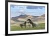 Wild horses playing and grazing and Khangai mountains in the background, Hovsgol province, Mongolia-Francesco Vaninetti-Framed Photographic Print