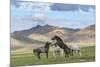 Wild horses playing and grazing and Khangai mountains in the background, Hovsgol province, Mongolia-Francesco Vaninetti-Mounted Photographic Print