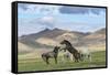 Wild horses playing and grazing and Khangai mountains in the background, Hovsgol province, Mongolia-Francesco Vaninetti-Framed Stretched Canvas