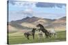 Wild horses playing and grazing and Khangai mountains in the background, Hovsgol province, Mongolia-Francesco Vaninetti-Stretched Canvas