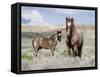 Wild Horses, Red Roan Stallion with Foal in Sagebrush-Steppe Landscape, Adobe Town, Wyoming, USA-Carol Walker-Framed Stretched Canvas