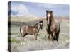 Wild Horses, Red Roan Stallion with Foal in Sagebrush-Steppe Landscape, Adobe Town, Wyoming, USA-Carol Walker-Stretched Canvas