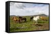 Wild Horses, Reykjanes Peninsula, Iceland, Polar Regions-Yadid Levy-Framed Stretched Canvas