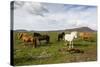 Wild Horses, Reykjanes Peninsula, Iceland, Polar Regions-Yadid Levy-Stretched Canvas