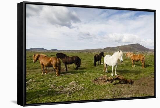 Wild Horses, Reykjanes Peninsula, Iceland, Polar Regions-Yadid Levy-Framed Stretched Canvas