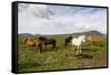 Wild Horses, Reykjanes Peninsula, Iceland, Polar Regions-Yadid Levy-Framed Stretched Canvas