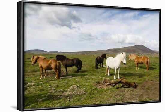 Wild Horses, Reykjanes Peninsula, Iceland, Polar Regions-Yadid Levy-Framed Photographic Print