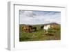 Wild Horses, Reykjanes Peninsula, Iceland, Polar Regions-Yadid Levy-Framed Photographic Print