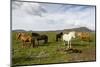 Wild Horses, Reykjanes Peninsula, Iceland, Polar Regions-Yadid Levy-Mounted Photographic Print