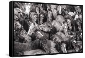 Wild Horses Rounded Up During Rapa Das Bestas (Shearing of the Beasts) Festival. Sabucedo, Galicia-Peter Adams-Framed Stretched Canvas