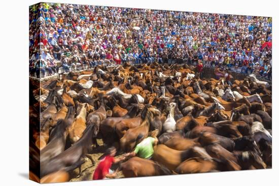 Wild Horses Rounded Up During Rapa Das Bestas (Shearing of the Beasts) Festival. Sabucedo, Galicia-Peter Adams-Stretched Canvas