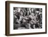 Wild Horses Rounded Up During Rapa Das Bestas (Shearing of the Beasts) Festival. Sabucedo, Galicia-Peter Adams-Framed Photographic Print