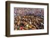 Wild Horses Rounded Up During Rapa Das Bestas (Shearing of the Beasts) Festival. Sabucedo, Galicia-Peter Adams-Framed Photographic Print