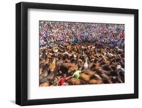 Wild Horses Rounded Up During Rapa Das Bestas (Shearing of the Beasts) Festival. Sabucedo, Galicia-Peter Adams-Framed Photographic Print