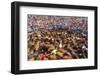 Wild Horses Rounded Up During Rapa Das Bestas (Shearing of the Beasts) Festival. Sabucedo, Galicia-Peter Adams-Framed Photographic Print