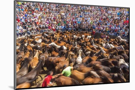 Wild Horses Rounded Up During Rapa Das Bestas (Shearing of the Beasts) Festival. Sabucedo, Galicia-Peter Adams-Mounted Photographic Print
