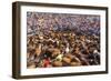 Wild Horses Rounded Up During Rapa Das Bestas (Shearing of the Beasts) Festival. Sabucedo, Galicia-Peter Adams-Framed Photographic Print