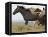 Wild Horses Running, Carbon County, Wyoming, USA-Cathy & Gordon Illg-Framed Stretched Canvas