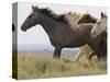 Wild Horses Running, Carbon County, Wyoming, USA-Cathy & Gordon Illg-Stretched Canvas