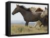 Wild Horses Running, Carbon County, Wyoming, USA-Cathy & Gordon Illg-Framed Stretched Canvas