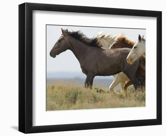 Wild Horses Running, Carbon County, Wyoming, USA-Cathy & Gordon Illg-Framed Photographic Print