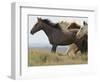 Wild Horses Running, Carbon County, Wyoming, USA-Cathy & Gordon Illg-Framed Photographic Print