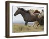 Wild Horses Running, Carbon County, Wyoming, USA-Cathy & Gordon Illg-Framed Photographic Print