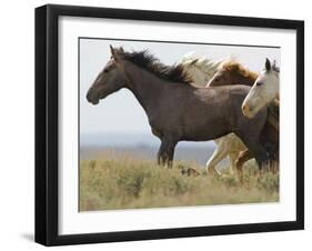 Wild Horses Running, Carbon County, Wyoming, USA-Cathy & Gordon Illg-Framed Photographic Print