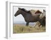 Wild Horses Running, Carbon County, Wyoming, USA-Cathy & Gordon Illg-Framed Photographic Print