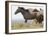 Wild Horses Running, Carbon County, Wyoming-Cathy & Gordon Illg-Framed Art Print