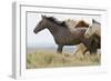 Wild Horses Running, Carbon County, Wyoming-Cathy & Gordon Illg-Framed Art Print