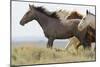 Wild Horses Running, Carbon County, Wyoming-Cathy & Gordon Illg-Mounted Art Print