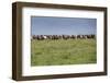 Wild horses running in the Flint Hills of Kansas-Michael Scheufler-Framed Photographic Print