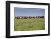 Wild horses running in the Flint Hills of Kansas-Michael Scheufler-Framed Photographic Print