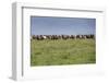 Wild horses running in the Flint Hills of Kansas-Michael Scheufler-Framed Photographic Print