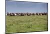 Wild horses running in the Flint Hills of Kansas-Michael Scheufler-Mounted Photographic Print