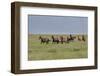 Wild horses running in the Flint Hills-Michael Scheufler-Framed Photographic Print