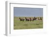 Wild horses running in the Flint Hills-Michael Scheufler-Framed Photographic Print