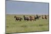 Wild horses running in the Flint Hills-Michael Scheufler-Mounted Photographic Print