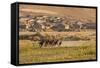 Wild Horses Running Outside Neighborhood, Reno, Nevada, USA-Jaynes Gallery-Framed Stretched Canvas