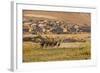 Wild Horses Running Outside Neighborhood, Reno, Nevada, USA-Jaynes Gallery-Framed Photographic Print