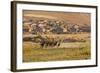 Wild Horses Running Outside Neighborhood, Reno, Nevada, USA-Jaynes Gallery-Framed Photographic Print