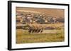 Wild Horses Running Outside Neighborhood, Reno, Nevada, USA-Jaynes Gallery-Framed Photographic Print