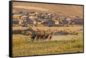 Wild Horses Running Outside Neighborhood, Reno, Nevada, USA-Jaynes Gallery-Framed Stretched Canvas