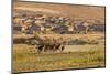 Wild Horses Running Outside Neighborhood, Reno, Nevada, USA-Jaynes Gallery-Mounted Photographic Print