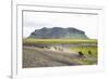 Wild Horses Running, South Iceland, Iceland, Polar Regions-Yadid Levy-Framed Photographic Print