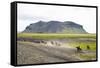 Wild Horses Running, South Iceland, Iceland, Polar Regions-Yadid Levy-Framed Stretched Canvas