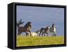 Wild Horses Running, Theodore Roosevelt National Park, North Dakota, USA-Chuck Haney-Framed Stretched Canvas