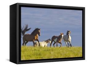 Wild Horses Running, Theodore Roosevelt National Park, North Dakota, USA-Chuck Haney-Framed Stretched Canvas