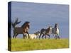 Wild Horses Running, Theodore Roosevelt National Park, North Dakota, USA-Chuck Haney-Stretched Canvas